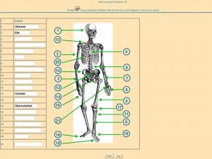 Palkan Skelett 300x225 Biologie   Skelettaufbau des Menschen   Hilfe