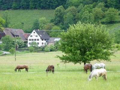 Glottertal im Schwarzwald