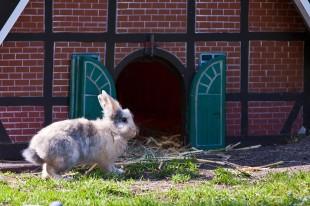 Einen Kaninchenstall selber bauen | SCHÖNES ZUHAUSE