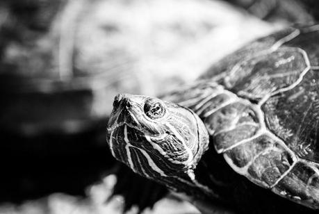 Kuriose Feiertage - 22. April- Welt-Schildkröten-Tag-2 (c) 2012 Sven Giese