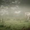 Unscharfes Foto eines Pferdes im Nebel
