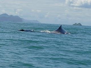 Walbeobachtung in Costa Rica