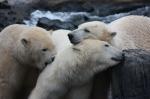 Zoo Hannover: Hannovers Eisbären toben erstmals gemeinsam
