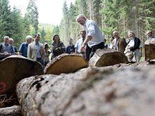 Die Holzvorräte Deutschlands sind mittlerweile die größten in Europa, Quelle: Guido Bergmann / BPA 