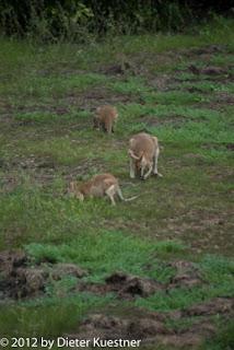 Kakadu National Park - day 1