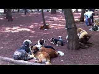 Doggies im Parque Mexico