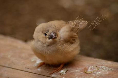 Foto Session # 20 - Fly Little Bird!