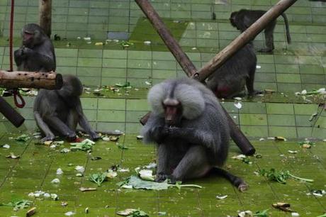 Mittagessen bei den Affen