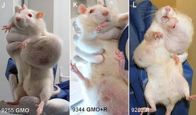 Monsanto-Genmais: Ratten erkranken schwer