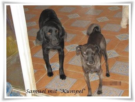 Hunde der Finca Lucendum suchen ein liebevolles Zuhause [Rüden - 2. Teil]