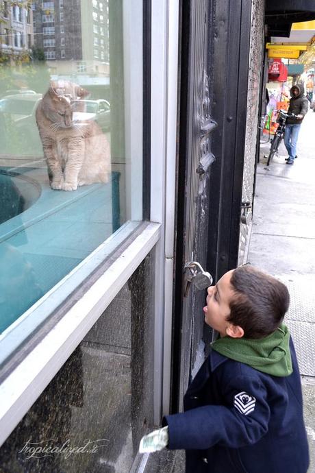 New York November 2012 Katze Schaufenster Junge