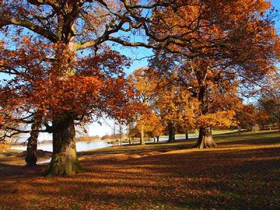 Herbstspaziergang im Park von Woburn Abbey