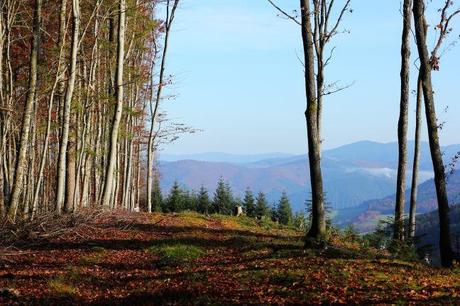 Der Herbst und seine Trompeten: Ein emotionaler Trip zu den heimlichen Stars des Pilzwaldes