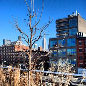 New York - der wunderschöne Highline Park mit Empire State Building im Hintergrund