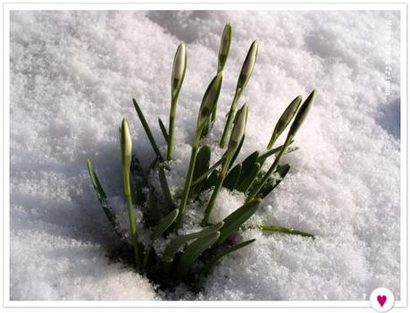 Miss Herzfrischs Winterland Frühlingsgrüße - Schneeglöckchen