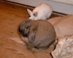 Kaninchen und Papier - eine gefährliche Mischung?