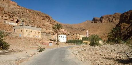 Marokko: Weisspürzelsteinschmätzer