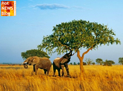 Afrika und sein berühmtester Baum - Marulabaum