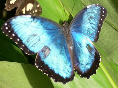 Der stolze Schmetterling • Eine Fabel aus Zentralafrika