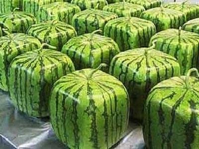 Viereckige Wassermelonen in Japan