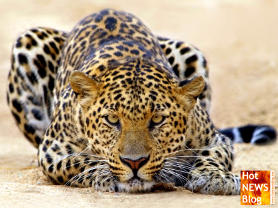 Leoparden - Kraft und Ästhetik pur