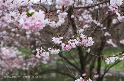 Bento-Picknick unter Kirschblüten Planten un Blomen Hamburg