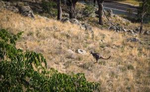 Känguruhs jagen und Canberra
