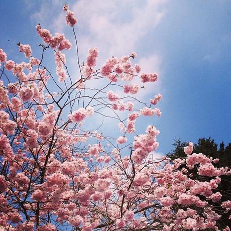 Kirschblüten Baum Instagram