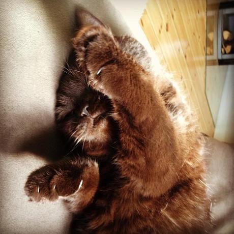 Katze braun Schoko chocolate cat Instagram