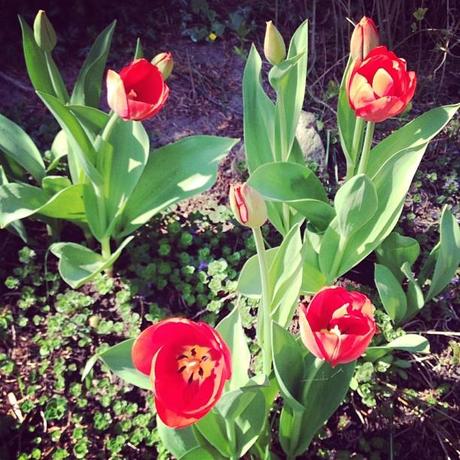 Rote Tulpen Garten Instagram