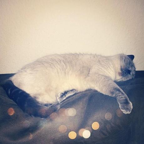 Katze weiß grau Sofa Instagram