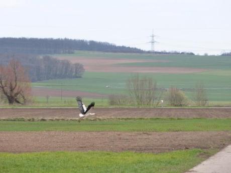 0416 Storch 2