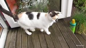 Freunde und Gladiatoren – Bloggertreffen in Trier einschl. Katze!