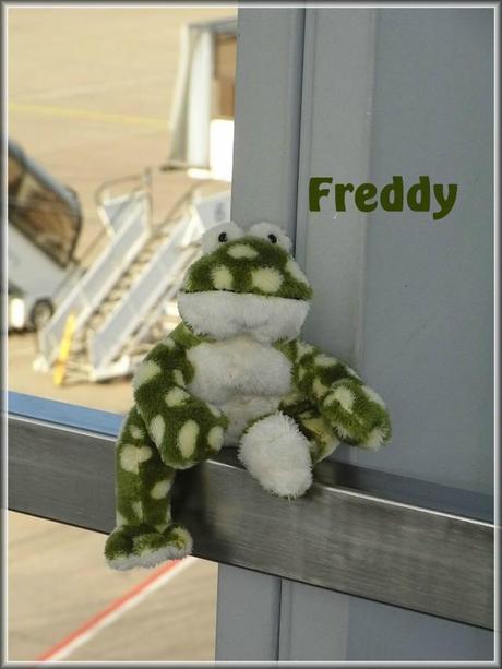 Travelling Fred - oder Freddy unser Reisefrosch