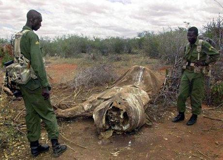 Sterben die Elefanten in Kenia aus?