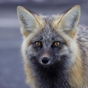 red silver fox