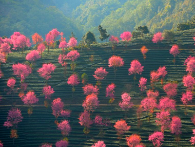 Die pinken Bäume von Nanjian Yi