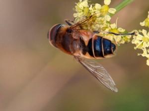 Honigbienen als Symbol für die Natur. (c)Cyril Blazy, fotopedia.com