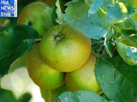 Apfel - beliebtestes Obst in Österreich und Schweiz
