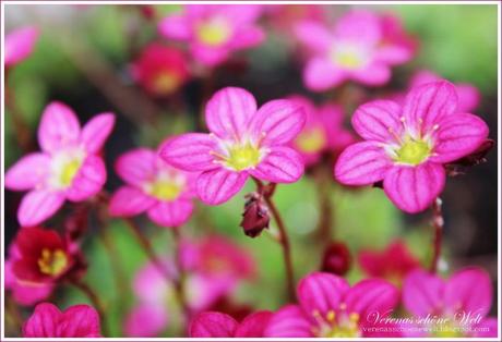 Wordless/Wordful Wednesday: Flowers in my Garden