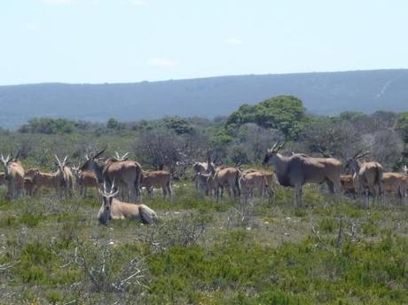 Reisebericht Südafrika: de Hoop Nature Reserve – einer der schönsten Orte der Welt, ich schwör!