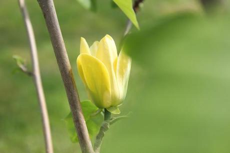 magnolie 
