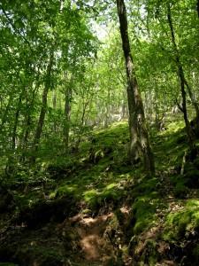 Wie der Wald Ihrer Gesundheit hilft