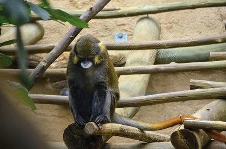 [Fotografie] Flauschig Time - Ein Tag im Zoo - Part 2