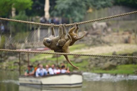 [Fotografie] Flauschig Time - Ein Tag im Zoo - Part 2