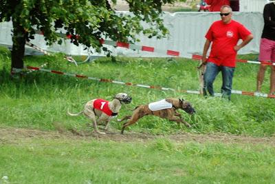 Das war die Coursing Europameisterschaft 2013 auf der Halbinsel Pouch in Deutschland!