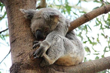 koala work and holiday