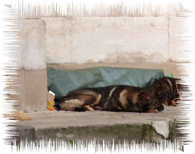 Bukarest: Hilflos den Straßenhunden ausgeliefert