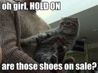 Katze und Schuhe - Foto von flickr nsgrl