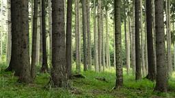 Der Wald muss immer wieder aufgeforstet werden, damit die Pelletsnutzung umweltschonend ist.
